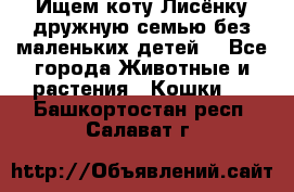 Ищем коту Лисёнку дружную семью без маленьких детей  - Все города Животные и растения » Кошки   . Башкортостан респ.,Салават г.